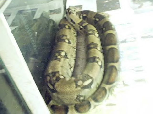 big redtail